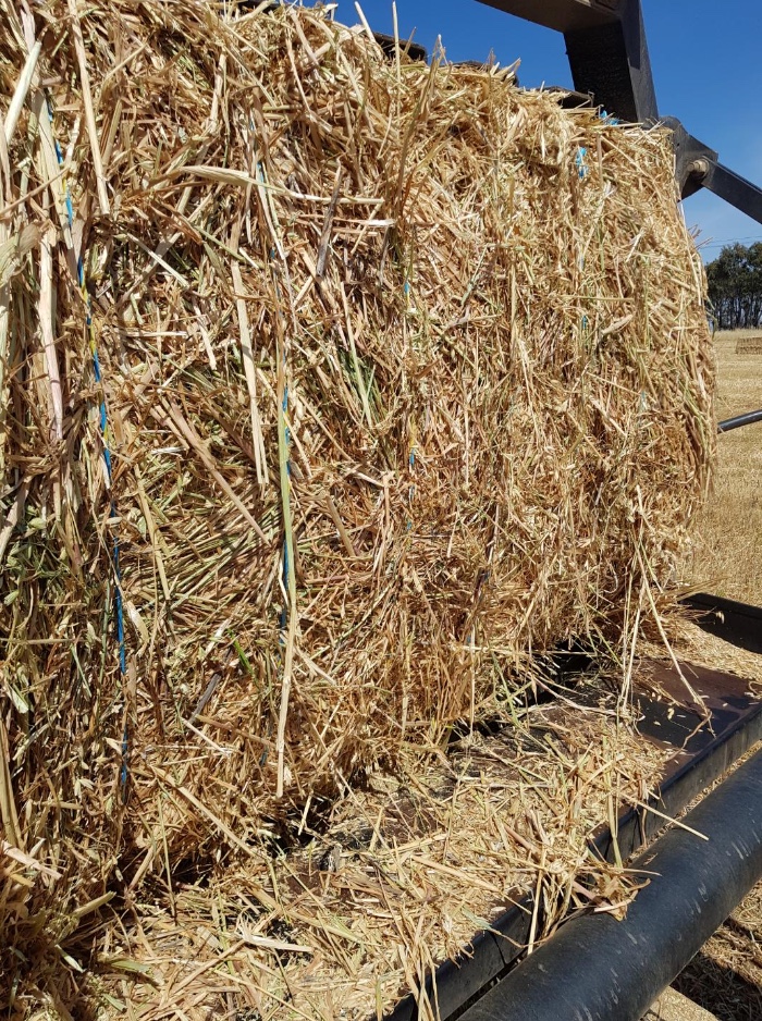 200mt Oaten Hay 550600kg 8x4x3 Bales Hay & Fodder Oaten